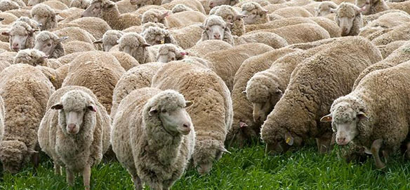 Merino sheep from New Zealand