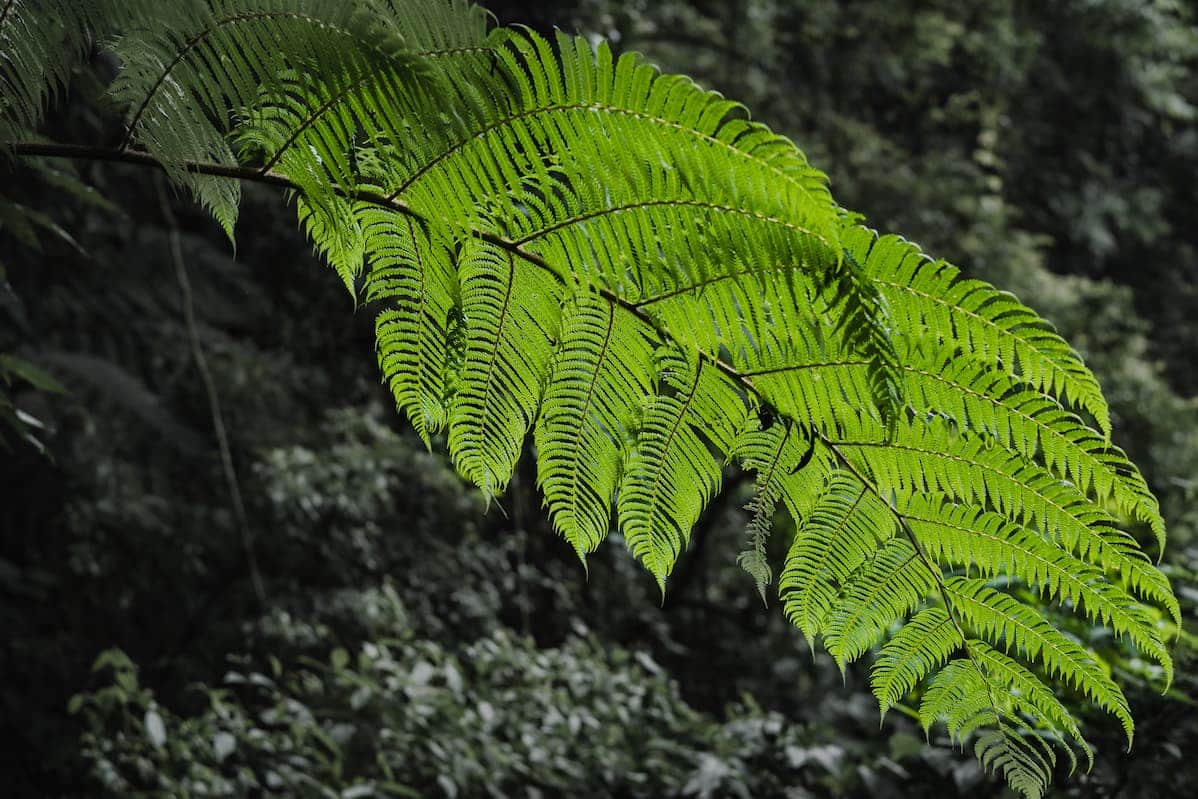 Econosa environment with green fern leaf
